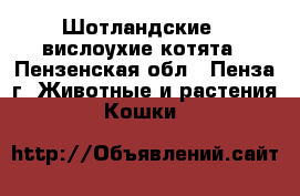 Шотландские - вислоухие котята - Пензенская обл., Пенза г. Животные и растения » Кошки   